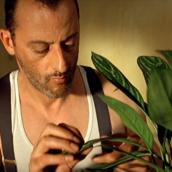 <カーティシー>Aglaonema Nitidum “Curtisii” UND211118