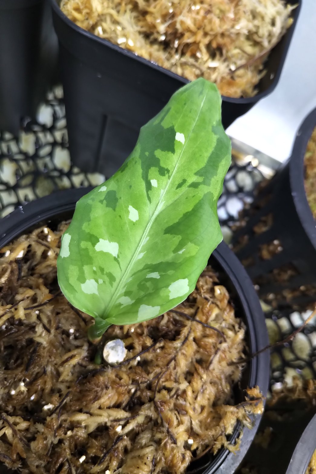 <出射便>Aglaonema Pictum Tricolor “Andaman” Port Blair