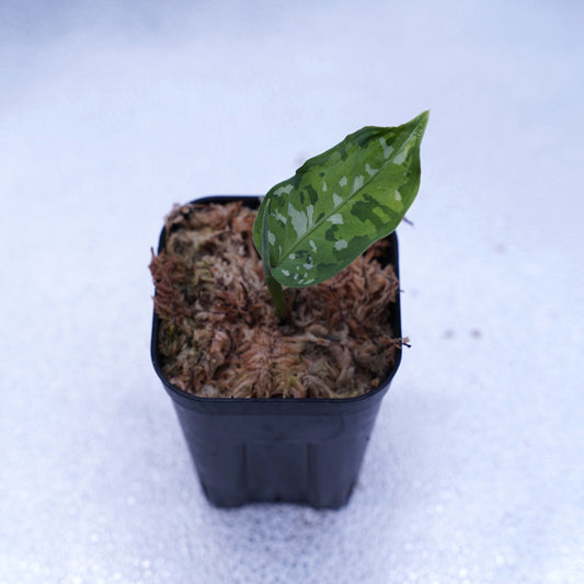 <出射便>Aglaonema Pictum Tricolor “Andaman” Port Blair
