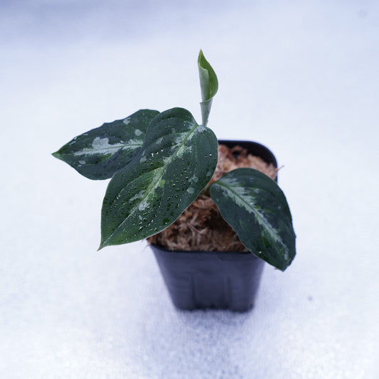 <オリジナル>Aglaonema Pictum Multicolor UND “BERGDORF”