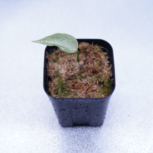 <TZ便>Aglaonema Pictum Tricolor【T-291219 b-5】スプラッシュタイプ