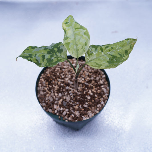 <出射便>Aglaonema Pictum Tricolor “Andaman” Port Blair