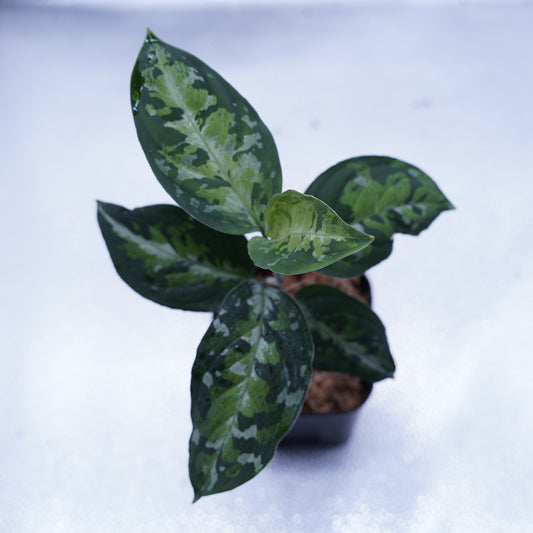 <オリジナル>Aglaonema Pictum Multicolor UND “BERGDORF”