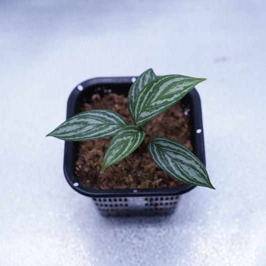 <カーティシー>Aglaonema Nitidum “Curtisii” UND231029※コンパクトタイプ