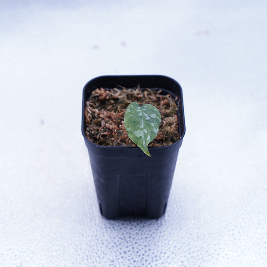 <出射便>Aglaonema Pictum Tricolor “Andaman” Port Blair