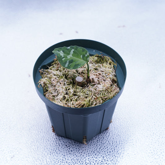 <出射便>Aglaonema Pictum Tricolor “Andaman” Port Blair