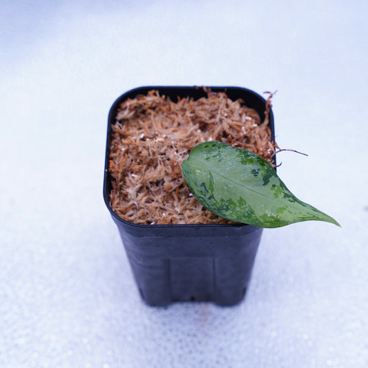 <オリジナル>Aglaonema Pictum Multicolor UND “MARTLE”