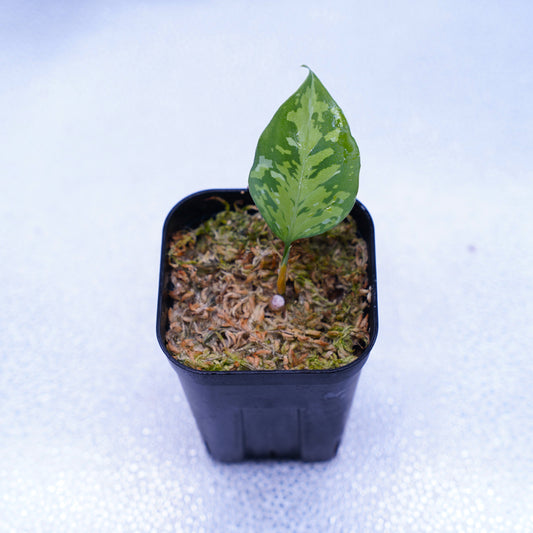 <出射便>Aglaonema Pictum Tricolor “Andaman” Port Blair