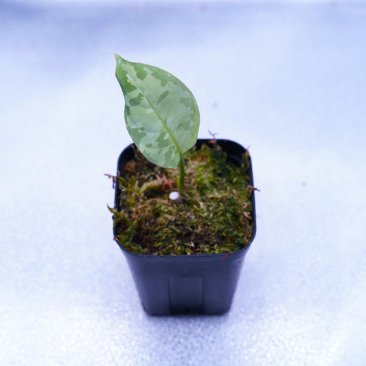 <出射便>Aglaonema Pictum Tricolor “Andaman” Port Blair