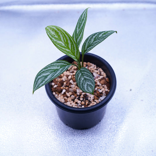 <カーティシー>Aglaonema Nitidum “Curtisii” UND230918