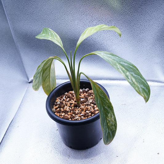 <カーティシー>Aglaonema Nitidum “Curtisii” Ver. Variegata