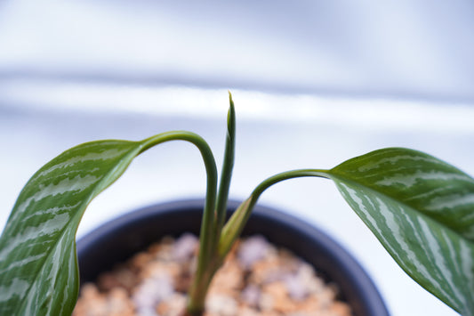 ＜カーティシー＞Aglaonema Nitidum “Curtisii”