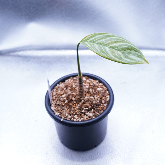 <カーティシー>Aglaonema Nitidum “Curtisii”