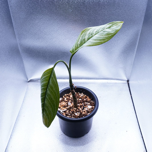 <カーティシー>Aglaonema Nitidum “Curtisii”