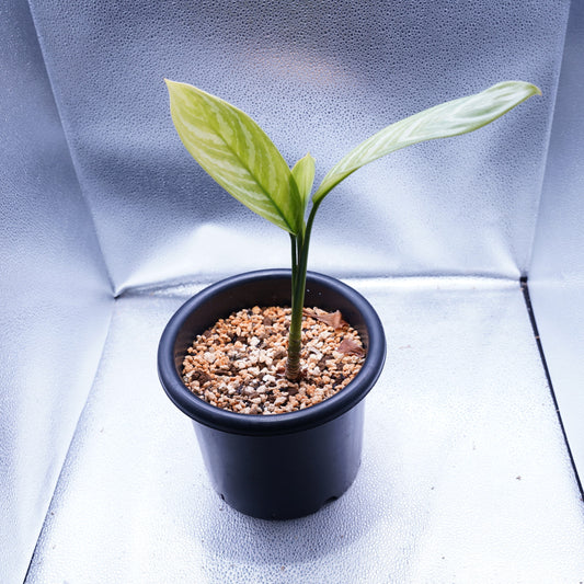 <カーティシー>Aglaonema Nitidum “Curtisii”