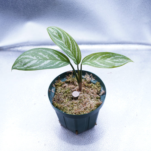 <カーティシー>Aglaonema Nitidum “Curtisii”