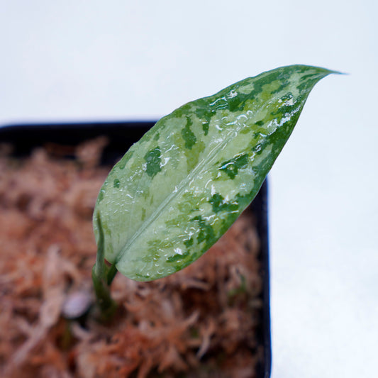 <LA便>Aglaonema Pictum Tricolor【LA1218-03b】