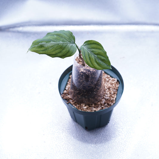 <オリジナル>Aglaonema Pictum Multicolor UND “BERGDORF”