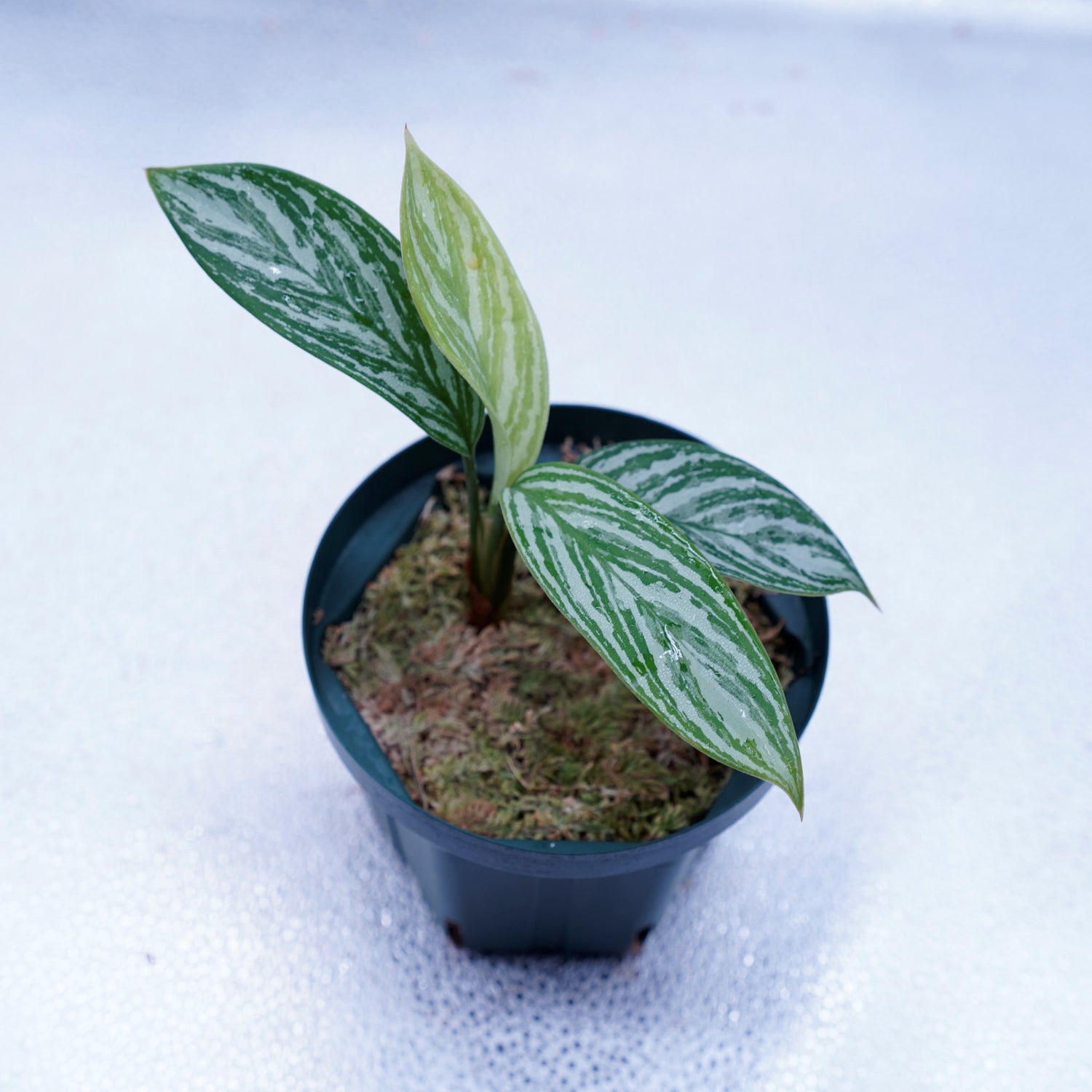aglaonema nitidum curtisii カーティシー>Aglaonema Nitidum “Curtisii” UND230521 – undried