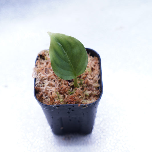 <オリジナル>Aglaonema Pictum Multicolor UND “BERGDORF”