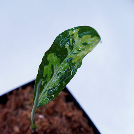 ＜AZ便＞Aglaonema Pictum type EUREKA from Plau Nias