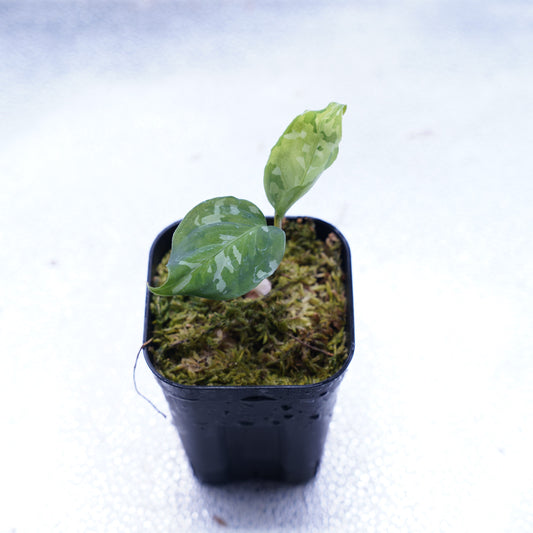 <出射便>Aglaonema Pictum Tricolor “Andaman” Port Blair