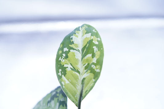 ＜オリジナル＞Aglaonema Pictum Multicolor UND “BERGDORF”