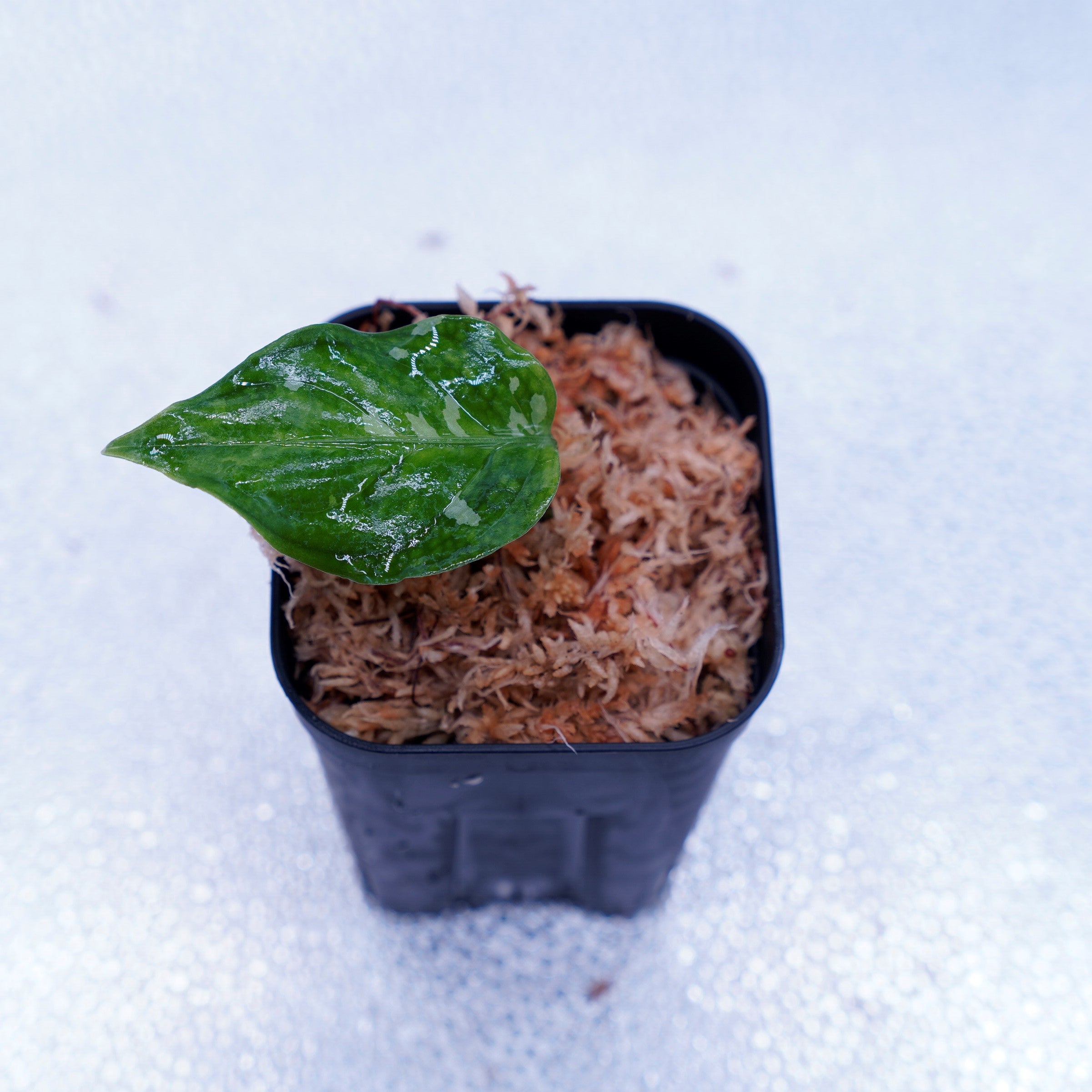 ＜出射便＞Aglaonema Pictum Tricolor “Andaman” Port Blair – undried