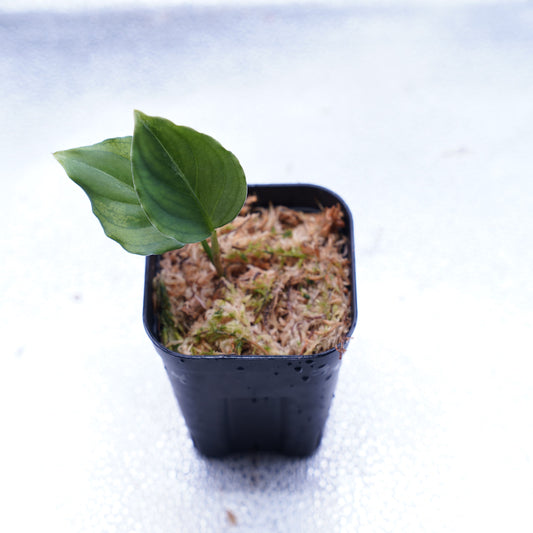 <オリジナル>Aglaonema Pictum Multicolor UND “BERGDORF”