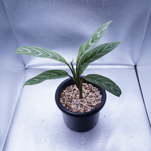 <カーティシー>Aglaonema Nitidum “Curtisii” UND230618