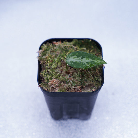 <TZ便>Aglaonema Pictum Aceh Multicolor【T-131220-b-6】