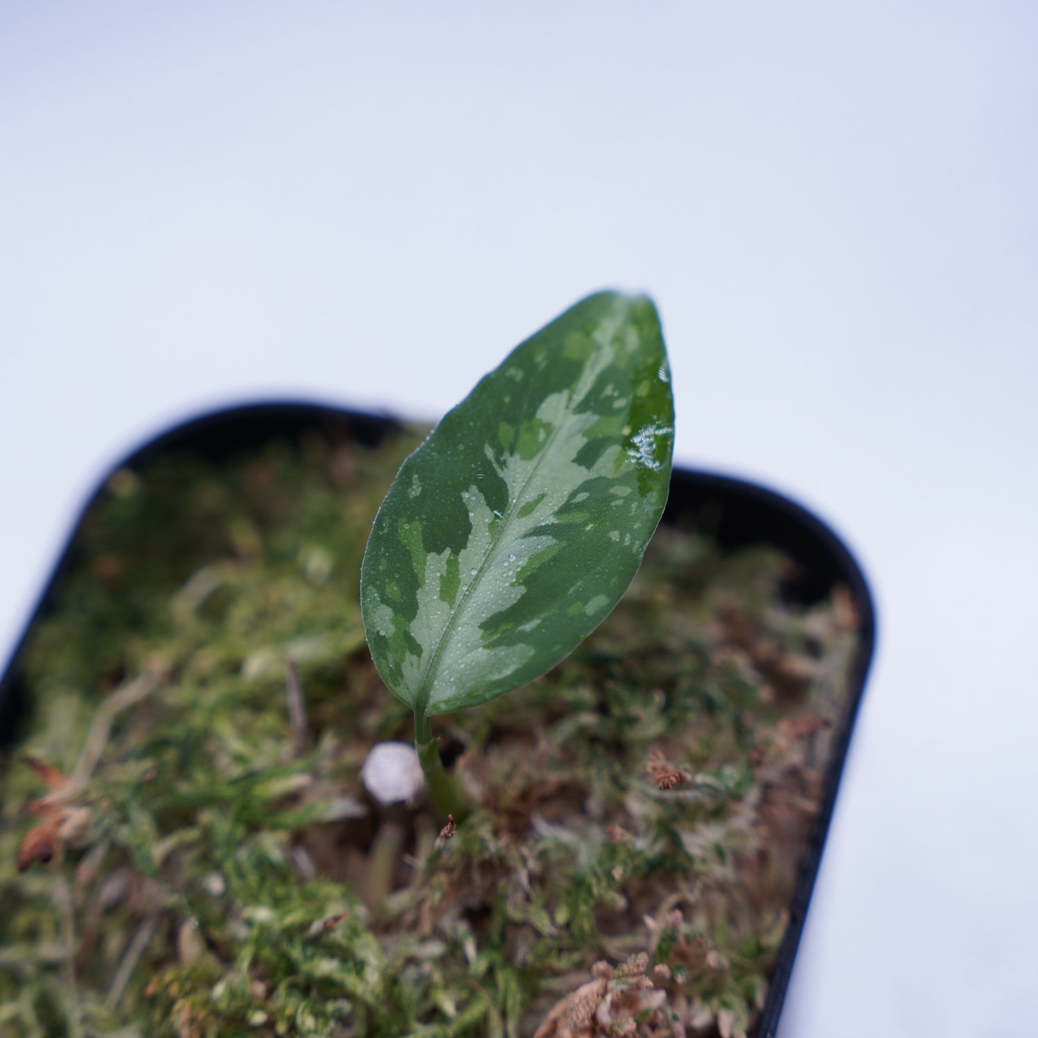 ＜TZ便＞Aglaonema Pictum Aceh Multicolor【T-131220-b-6】