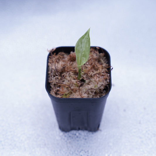 <AZ便>Aglaonema Picutm 【Phantom】WS from Padang【AZ0914-2b】