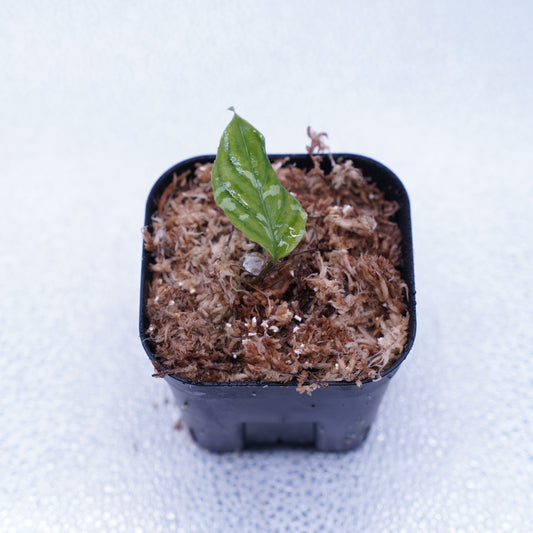 <出射便>Aglaonema Pictum Tricolor “Andaman” Port Blair