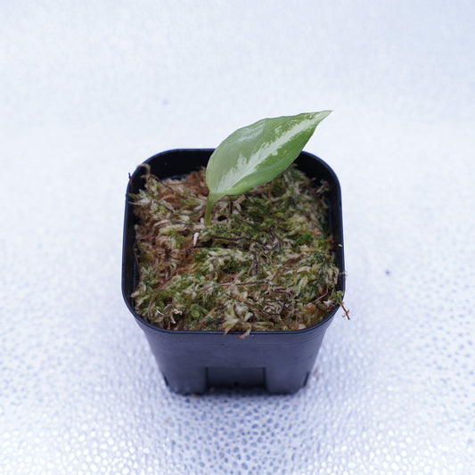 <Grow Aquarium>Aglaonema Pictum “夢観極彩 千眼葉”