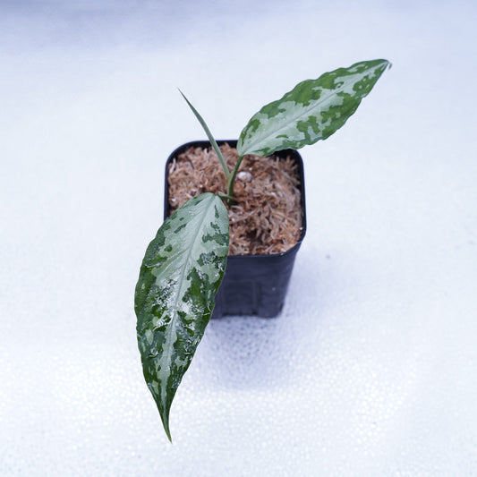 <TZ便>Aglaonema Pictum Tricolor 【T-291219-b-5】