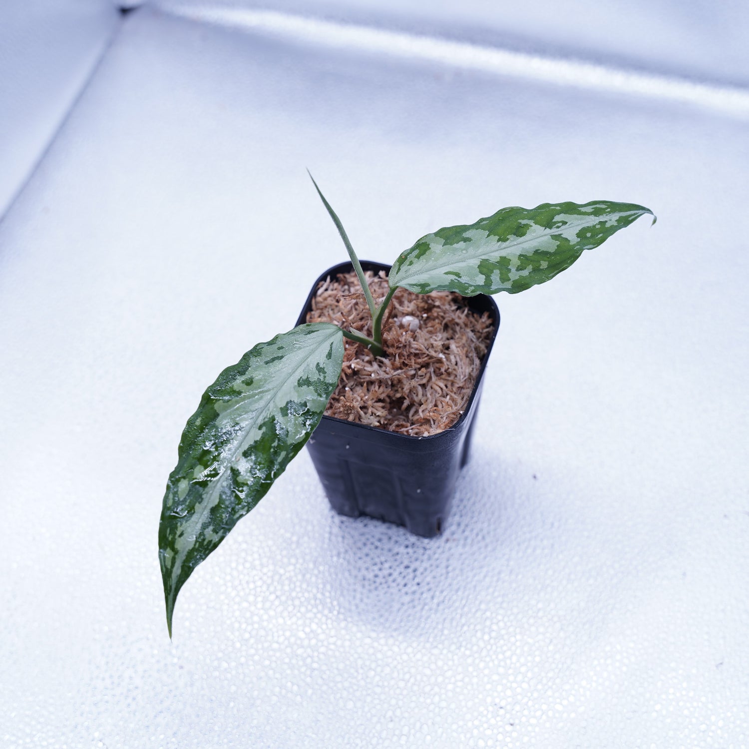 アグラオネマ ピクタム【T-021019-b-4】 Aglaonema pictum - 観葉植物