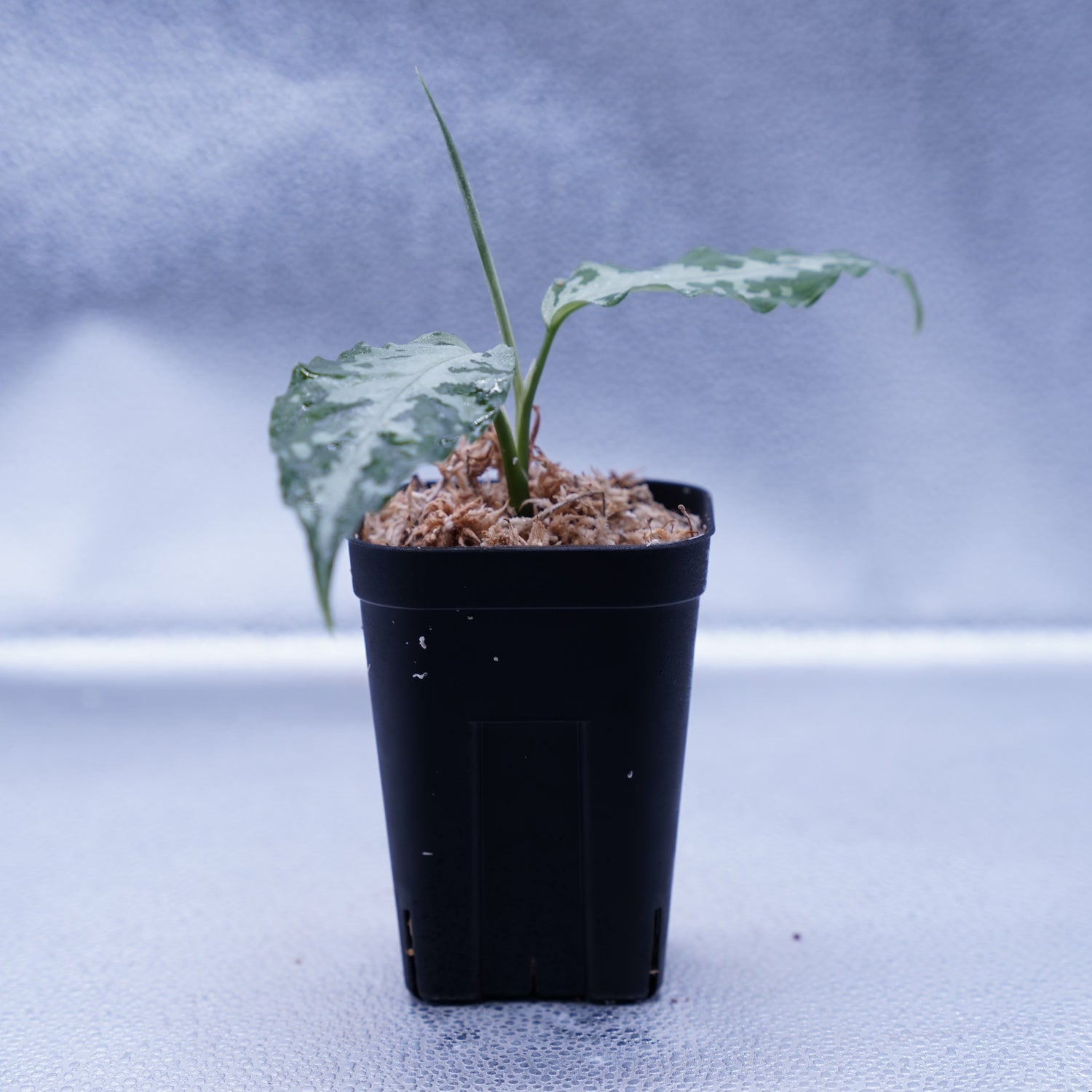 アグラオネマ ピクタム【T-021019-b-4】 Aglaonema pictum - 観葉植物