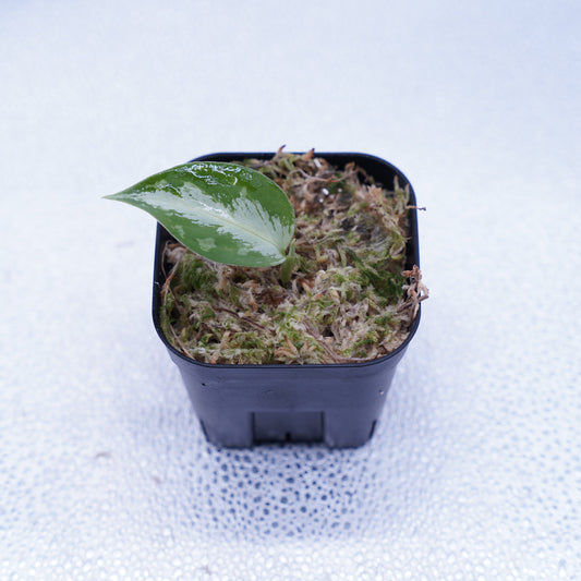 <AZ便> Aglaonema Pictum 【Laplace】箱個体 UC from Sibolga timur “AZ 0213-5C”