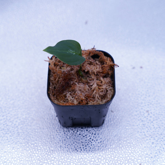 <オリジナル>Aglaonema Pictum Multicolor UND “BERGDORF”