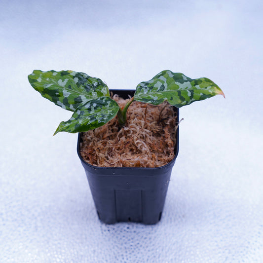 <出射便>Aglaonema Pictum Tricolor “Andaman” Port Blair