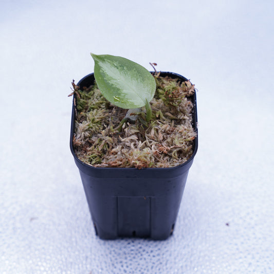 <オリジナル>Aglaonema Pictum Multicolor UND “HARRODS”