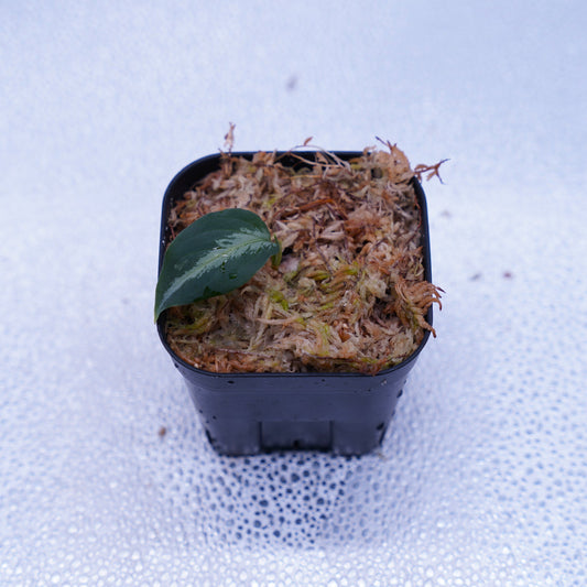 <AZ便>Aglaonema Pictum type EUREKA from Plau Nias