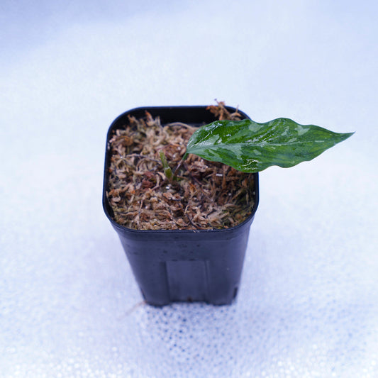 <オリジナル>Aglaonema Pictum Aceh Argentum UND “CORSO”