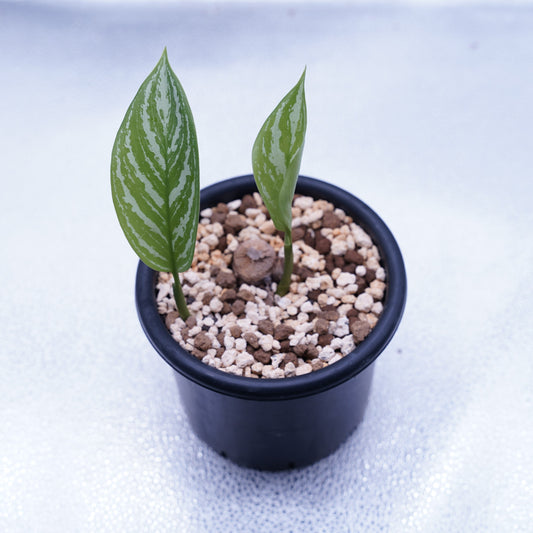 <カーティシー>Aglaonema Nitidum “Curtisii” UND230723