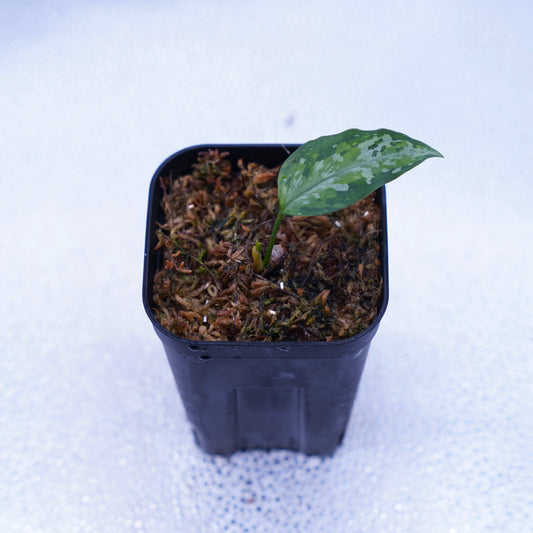 <オリジナル>Aglaonema Pictum Multicolor UND【OAK】