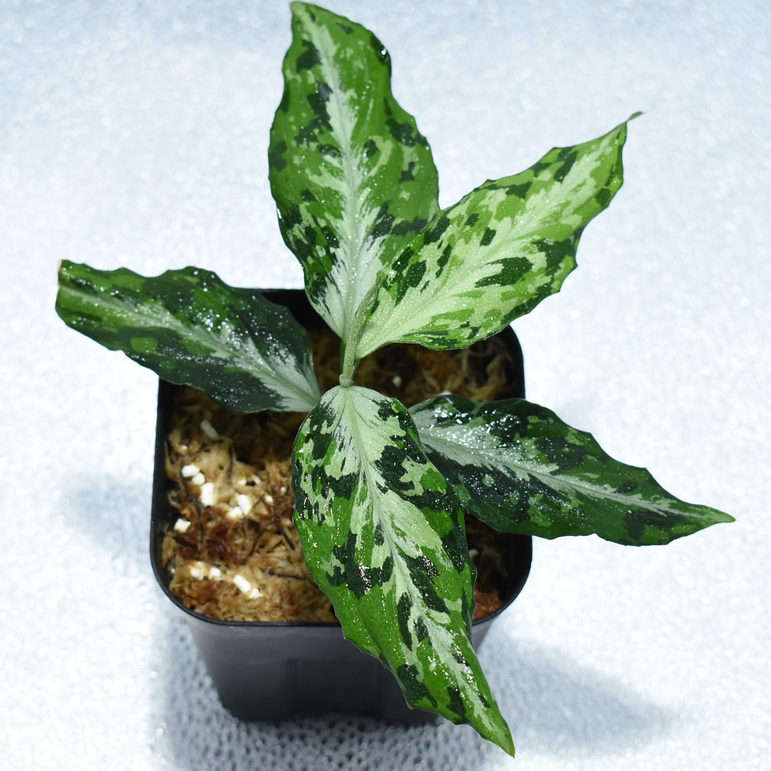 ＜Grow Aquarium＞Aglaonema Pictum “夢観極彩 千眼葉”