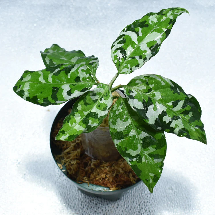 ＜出射便＞Aglaonema Pictum Tricolor “Andaman” Port Blair