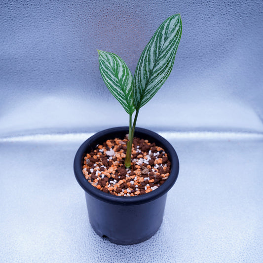 ＜カーティシー＞Aglaonema Nitidum “Curtisii” UND220709B