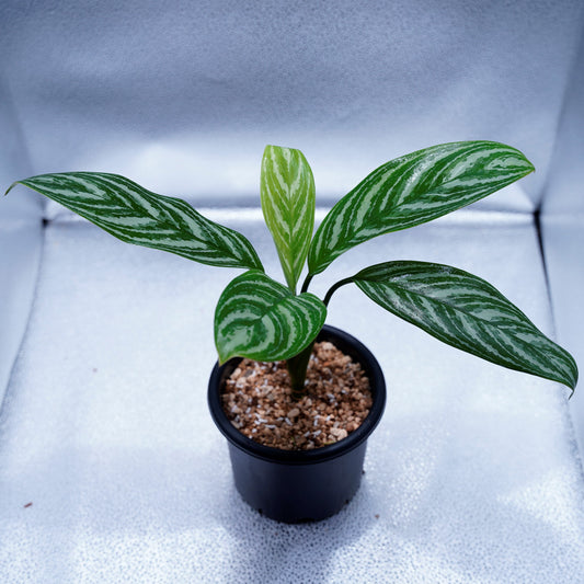 ＜カーティシー＞Aglaonema Nitidum “Curtisii” UND220625B